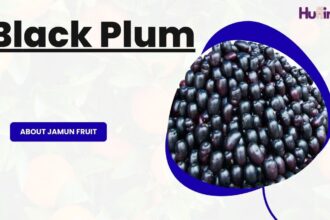 Pros and Cons of Jamun Fruit: Benefits, Nutrition, and Side Effects